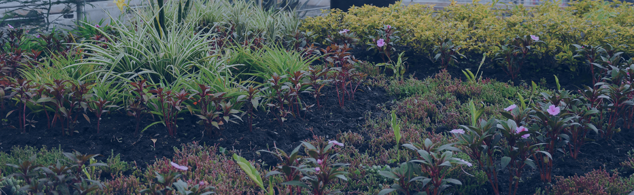 Imagen destacada Reconocimiento. Techos verdes y jardines verticales.